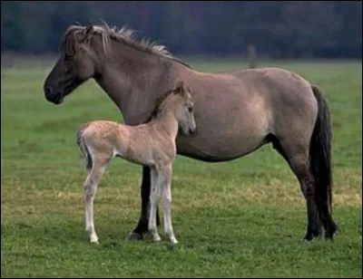 Quelle est la race de cette jument et de son bébé ?