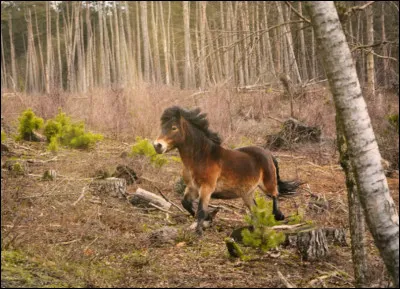 Et cette race, quelle est-elle ?