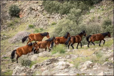Quelle est la race de Ce troupeau ?