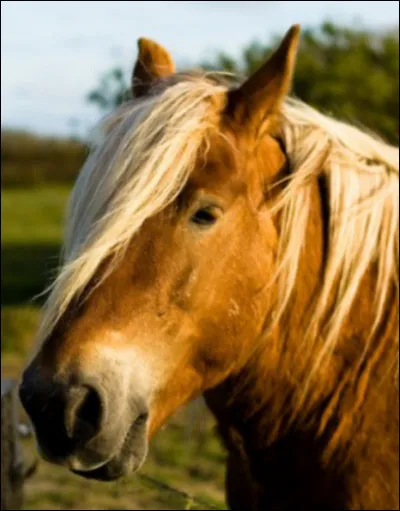 Et ce beau cheval, quelle est sa race ?