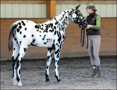 Quelle est cette race ?