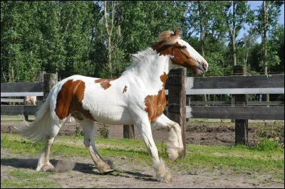 Quelle est cette race ?