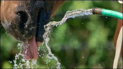 Combien de litres un cheval boit-il en moyenne par jour ?