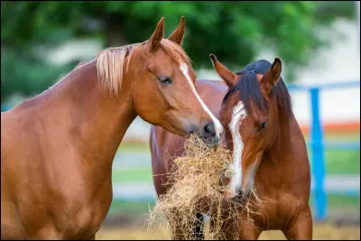 Quels aliments ne doit-on pas donner aux chevaux ?