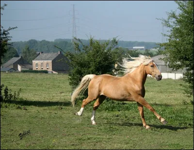À quelle allure est ce cheval ?