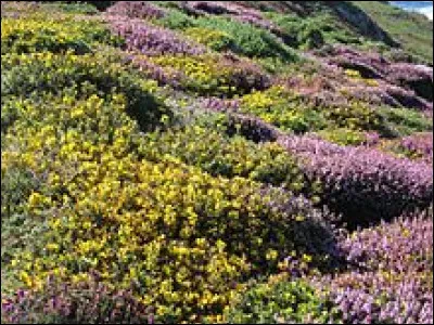 Quel adjectif qualifie un végétal qui ne peut effectuer son cycle de vie qu'entièrement à la lumière ?