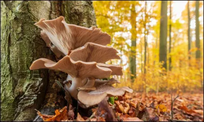 D'une voix douce et calme, elle te dit : 
-Je suis Tempête, une chatte errante, amie des trois Tribus qui vivent dans ce territoire. Je suis leur envoyée. Que penses-tu ?