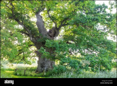 Tempête te raconte la vie de chaque Tribu. Tu es fasciné. Surtout par la vie de la Tribu de la Forêt. Tu lui demandes si tu ne peux pas habiter avec ses membres. C'est sorti tout seul, mais tu n'arrives pas à retirer tes paroles. Elle te promet de revenir demain à la même heure avec la réponse de la Tribu de la Forêt. Quelle est ta réaction ?