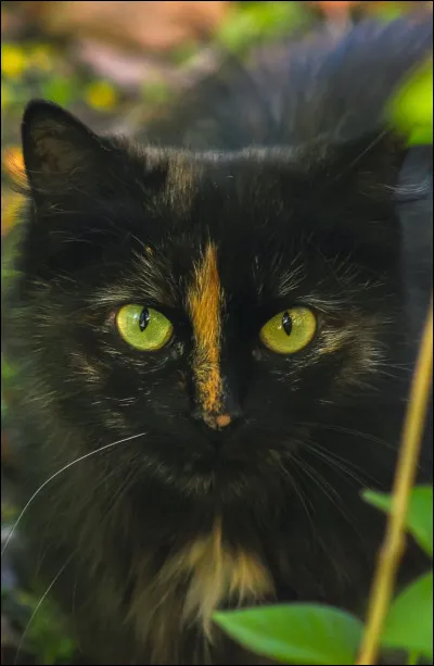 Le lendemain, elle revient et toi aussi au même endroit que la veille. Mais cette fois, un grand chat noir l'accompagne. Il se présente : 
''-Je suis Océan Noir, chef de la Tribu de la Forêt.''
Tu lui réponds que tu t'appelles Papillon et lui demandes si tu peux venir dans sa Tribu. Il te dit oui, à condition que tu passes un examen.