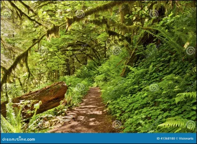 Tempête annonce qu'elle va rentrer chez elle. Tu te retrouves seul avec Océan Noir, qui sera peut-être ton prochain chef. Il te conduit dans un chemin entouré de fougères et te dit que c'est le chemin du camp. Ensuite, il te le fait visiter et te présente à ses camarades. Enfin, il appelle un jeune chat nommé Ciel Orageux, un matou gris de ton âge, qui se trouve être celui que tu combattras. Comment te sens-tu ?