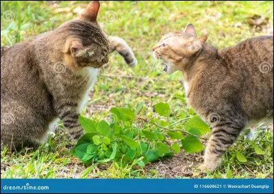 Plus tard, Océan Noir crie : 
''-Que le combat commence !''
Ciel Orageux te saute dessus, et tu esquives avec maladresse. Soudain, tu entends un chuchotement derrière toi, qui te rend fou de rage. 
''-Ce chat des humains ne tiendra pas deux minutes !''
Que fais-tu ?