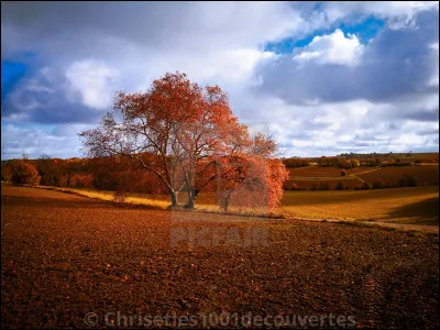 À la fin du combat, c'est toi qui as gagné. Tu es tout heureux de pouvoir vivre dans la Tribu de la Forêt ! Tu te tournes vers Ciel Orageux et l'aide à se relever. Un courant passe entre vous et vous réalisez tout de suite que vous êtes faits pour être amis. Soudain, tu aperçois un chat brun à la tête déconfite. C'est sûrement celui qui t'a insulté. Tu souris.