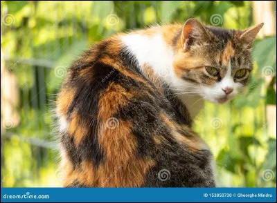 Tu remarques que l'éclair blanc est en fait une lumière qui provient de la flaque. Tu t'approches d'elle et, soudain, une tête de chat apparait. Attention, elle apparait DANS la flaque. Tu recules sous l'effet de la surprise et scrutes le visage dans la flaque.