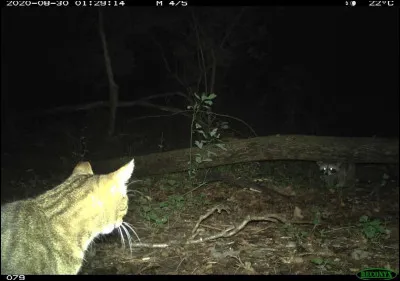 Comme par magie, le chat inconnu sort de la flaque et te bondit dessus. Bouleversé, tu n'arrives pas à esquiver. À ce moment, tu ne souhaites plus que de te réveiller, mais où ?