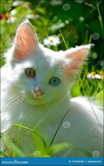 Nouveau bruissement. Tu t'apprêtes à bondir quand une magnifique chatte au pelage blanc sort d'un buisson. Que penses-tu ?