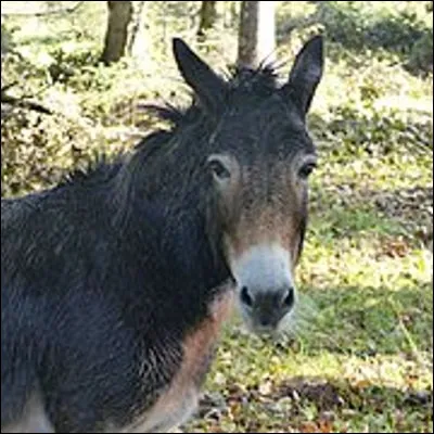 De quelle esp&egrave;ce animale est issue la m&egrave;re d�un bardot ?