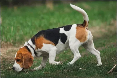 Comment dit-on "chien" en anglais ?