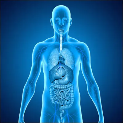 L'os du fémur qui est l'os le plus long et le plus solide du corps humain, se trouve dans...