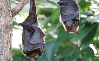 Que font les chauves-souris d'Europe en hiver ?