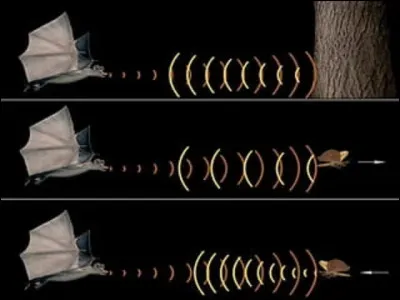 Quelles ondes les chauve-souris émettent-elles, pour se diriger dans lobscurité ?