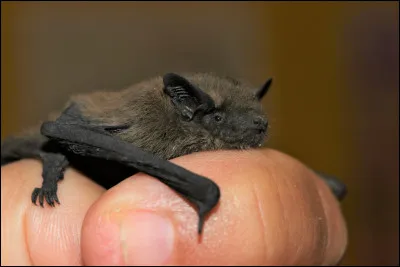 Comment appelle-t-on le petit de la chauve-souris ?