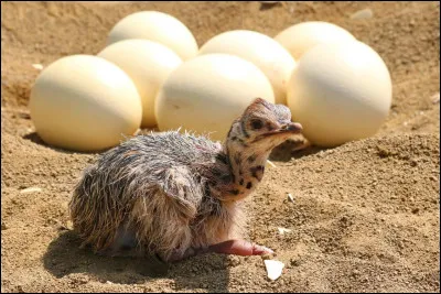 À combien d'ufs de poule équivaut à un uf d'autruche ?