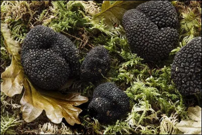 Quel animal n'est pas doué ou dressé pour trouver des truffes ?