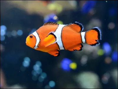 Qu'est-ce que le syndrome de Peter Pan ?