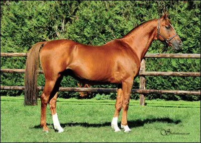 Quelle robe a ce cheval ?