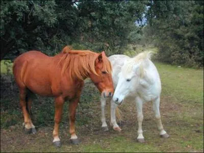 De quelle robe sont ces deux chevaux ?