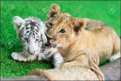 Quel animal préfères-tu ?