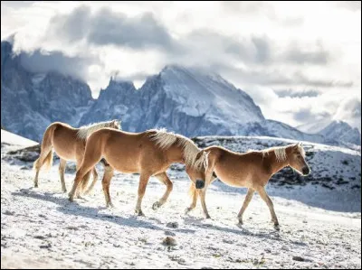 Te voilà presque incollable sur
cette race... pour finir voici la dernière question : quel est le surnom de l'haflinger ?