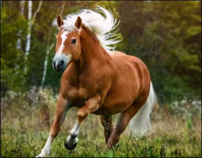 Le haflinger mesure en moyenne (au garrot)...