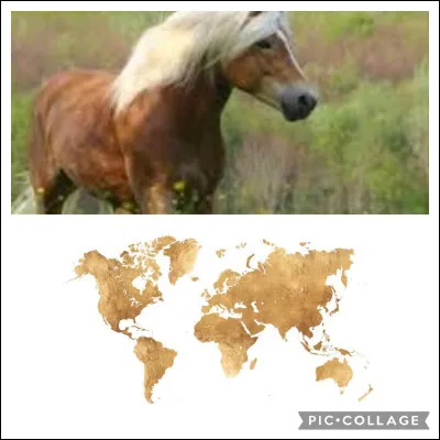 Le pays d'origine de l'haflinger est...