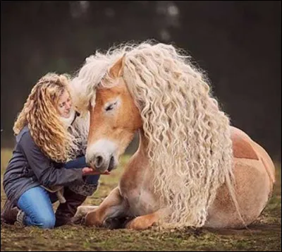 Le haflinger est connu pour être...