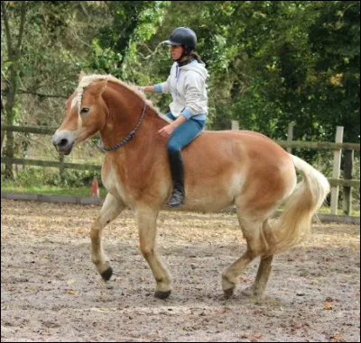 Le haflinger est un poney très polyvalent, mais parmi les disciplines ci-dessous l'une d'entre elles ne fait pas partie de ses domaines de prédilection...