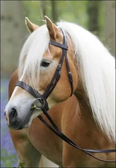 Le premier haflinger, (fondateur de la race) est né l'année suivante...