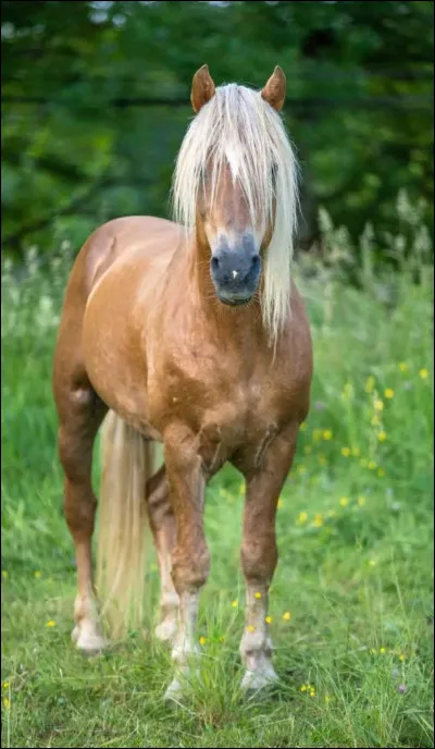 Le fondateur de la race du haflinger, serait un étalon du nom de...