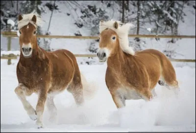 En 2003 le haflinger devient le premier cheval cloné au monde.