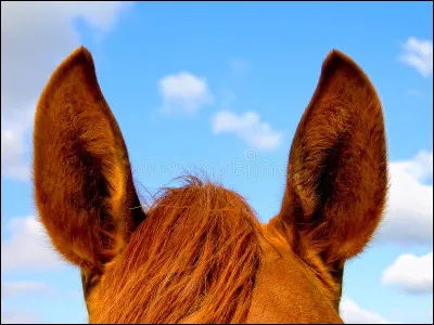 Et ces oreilles, à qui appartiennent-elles ?