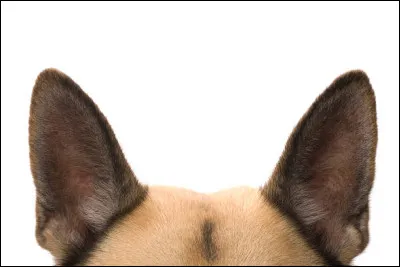 Et pour finir en beauté, à qui appartiennent ces oreilles ?