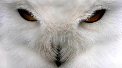 À quel animal appartient ce museau ?