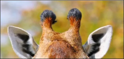 À qui sont ces oreilles ?