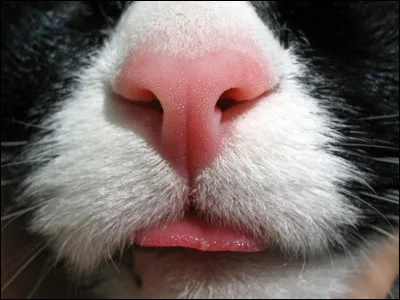 À quel animal appartient ce petit museau ?