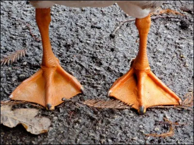 À qui ces pattes appartiennent-elles ?