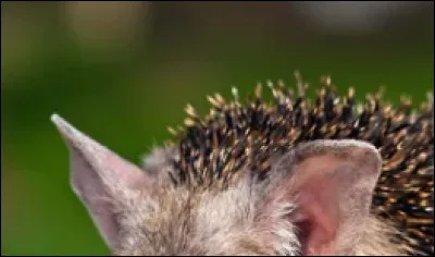 À quel animal appartiennent ces petites oreilles ?