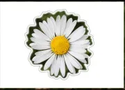 Test Quelle fleur es-tu ?