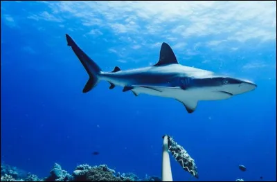 Choisis une des deux réponses !