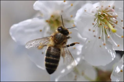 Entre l'abeille et la guêpe, laquelle en piquant, perd son dard et meurt ?