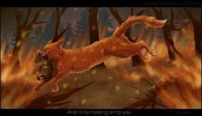 Un chaton a disparu. Que fais-tu ?